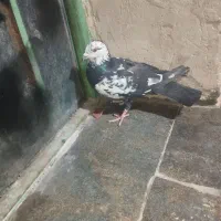 کبوترجوگی فروشی|پرنده|کورین, |دیوار