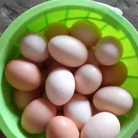 تخم مرغ نژاد پلیموت برای جوجه کشی