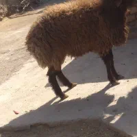 گوسفند برای کشتن