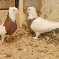 طوقی نروماده مولد کاکل میخ پاپر