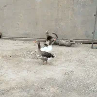 غاز میداوود