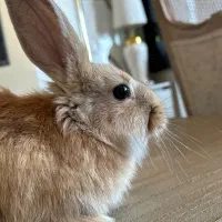 خرگوش|موش و خرگوش|نوشهر, |دیوار