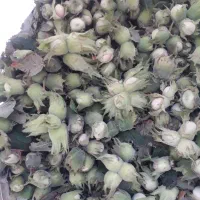 فندوق تازه