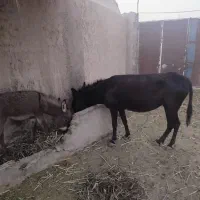 خر جوان 3ساله ماده|حیوانات مزرعه|سبزوار, شهرک صنعتی فرودگاه|دیوار