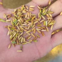 چلتوک عنبر بو شوشتر|خوردنی و آشامیدنی|اصفهان, براآن شمالی|دیوار