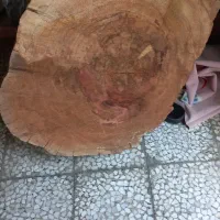 فروش چوب درختی