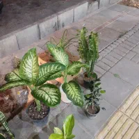 گل و گیاه،.     انواع کود برای گیاه های آپارتمانی|گل و گیاه طبیعی|گلبهار, شهر جدید گلبهار|دیوار
