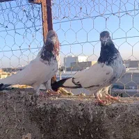 کبوتر کله دار|پرنده|کبودرآهنگ, |دیوار