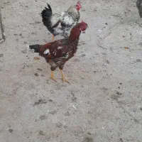 خروس بومی و مرغ لاری|حیوانات مزرعه|بادرود, |دیوار