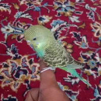 مرغ عشق