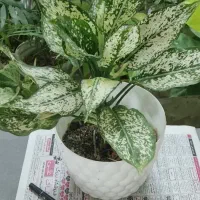 کافیه بپسندی و انتخاب کنی و درب منزلت تحویل بگیری|گل و گیاه طبیعی|شاهینشهر, دهخدا|دیوار