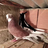 کبوتر گمشده