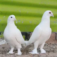 کبوتر نروماده سفیدهل پاپر