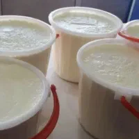 ماست محلی بز