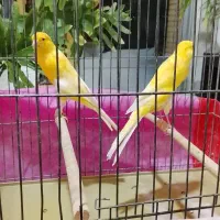 قناری رسمی بلند