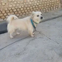 سگ پاکوتاه