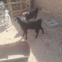 کره ماده