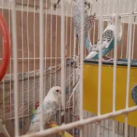 مرغ عشق فروشی|پرنده|بافت, |دیوار