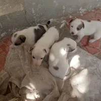 سگ پاکوتا