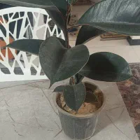 گل سانسوریا وفیکوس بلک|گل و گیاه طبیعی|قدس, شهرقدس|دیوار