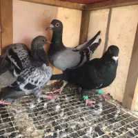 کفتر جفتگاه و پرش