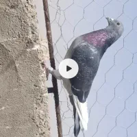 کی کفتر اردن خالص|پرنده|هامون, |دیوار