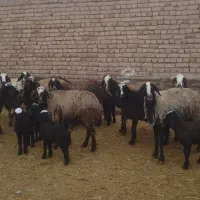 میش بره دار|حیوانات مزرعه|اسفرورین, |دیوار