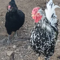 مرغ و خروس گلین|حیوانات مزرعه|جوین, |دیوار