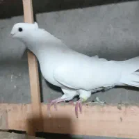 کفتر درجه یک