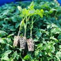 نشا|گل و گیاه طبیعی|دزفول, |دیوار