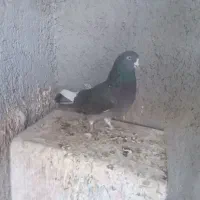 کبوتر نر و ماده