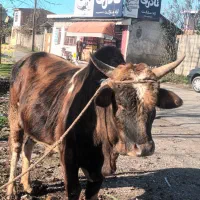 ورزاکوله چالوسی