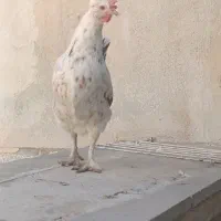 فروش تخم مرغ نطفه دار گلین