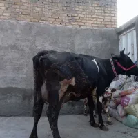 گاو وگوساله اصیل