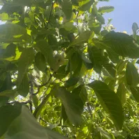 منزل ویلایی در بهترین کوچه شهرک باجگاه هوای خنک|فروش خانه و ویلا|شیراز, شهرک نیایش|دیوار