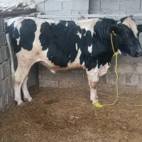 گوساله نر|حیوانات مزرعه|بانش, |دیوار