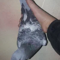 سبز پولکی|پرنده|سبزوار, قصبه شرقی|دیوار