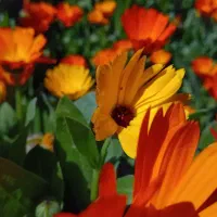 فروش عمده گل های فصلی ( بنفشه/ همیشه بهار/ قلم فور|خدمات باغبانی و درختکاری|پاکدشت, پاکدشت (مامازند)|دیوار