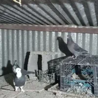 کبوتر|پرنده|اصفهان, جلالیه|دیوار