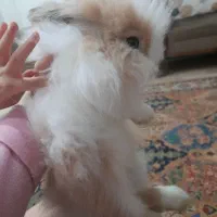 خرگوش از نژاد لوپ|موش و خرگوش|اهواز, کوی ملی راه|دیوار