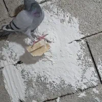 کبوتر پلاکی|پرنده|برازجان, |دیوار