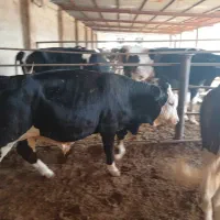 نیازمند کارگر گاوداری|استخدام صنعتی، فنی، مهندسی|فیروزآباد (فارس), |دیوار