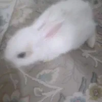 خرگوش سالم وبازیگوش|موش و خرگوش|نیشابور, امام خمینی|دیوار