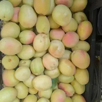 900متر ویلای باغ با انواع مختلف میوه و انگور تهران|فروش خانه و ویلا|تهران, افسریه|دیوار