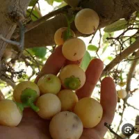 سپستون تازه