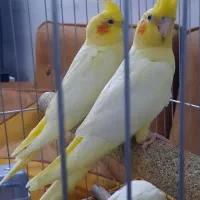 عروس هلندی دوکت . قفس . جوجه عروس هلندی|پرنده|رباط‌کریم, رباط‌کریم|دیوار