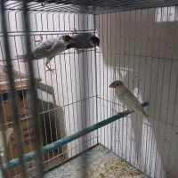 فنچ نرگسی خانگی سالم و سرحال