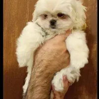 واگذاری توله مالشیتزو