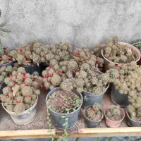 حراج گل کاکتوس