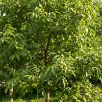 فقط یک بار در سال چنین فرصتی پیدا میشه|گل و گیاه طبیعی|بوئین زهرا, |دیوار